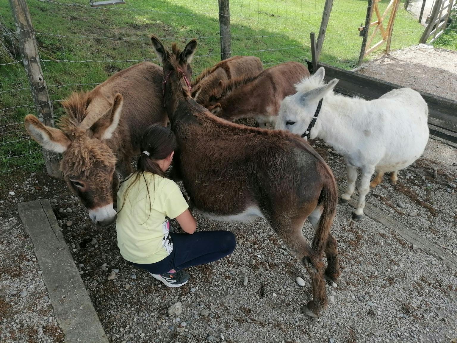 Druženje z živalskimi prijatelji za mlade dekle in hlapce